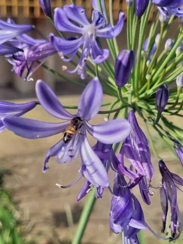 Field observation of pollinators during the UFABC citizen science workshop
